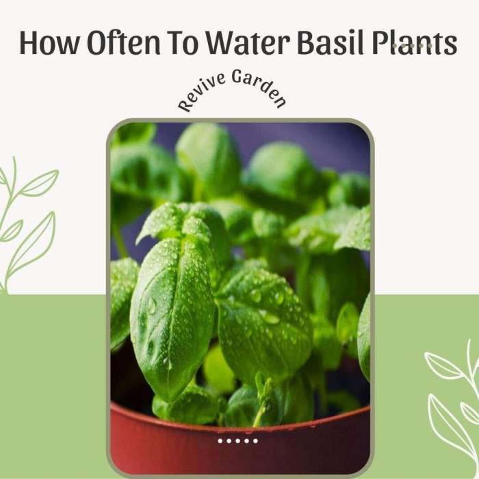 Basil