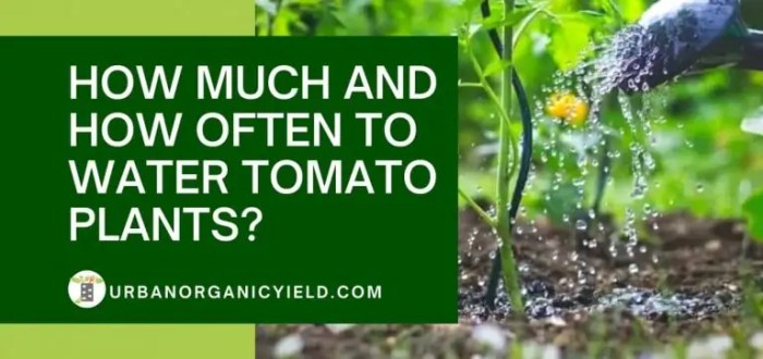 How much do i water tomato plants