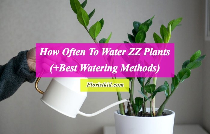 How much to water my plants