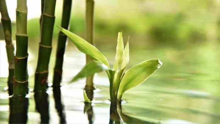 How much should you water a bamboo plant