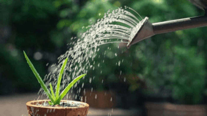 How much should you water aloe vera plant