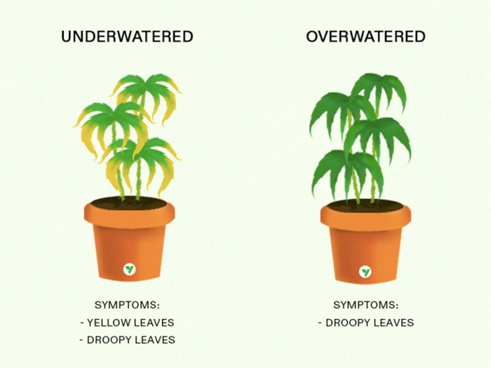 How much to water your weed plants