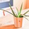 How Much Do You Water Aloe Vera Plants?