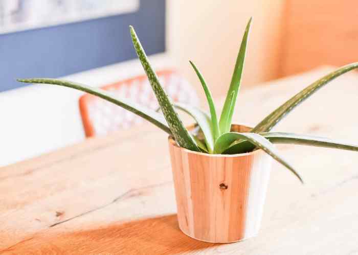 How much do you water aloe vera plants