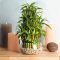 How Much Should You Water a Bamboo Plant?