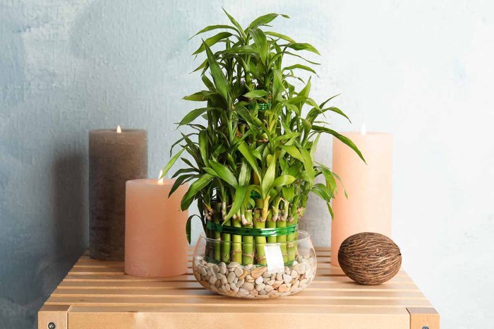 How much should you water a bamboo plant