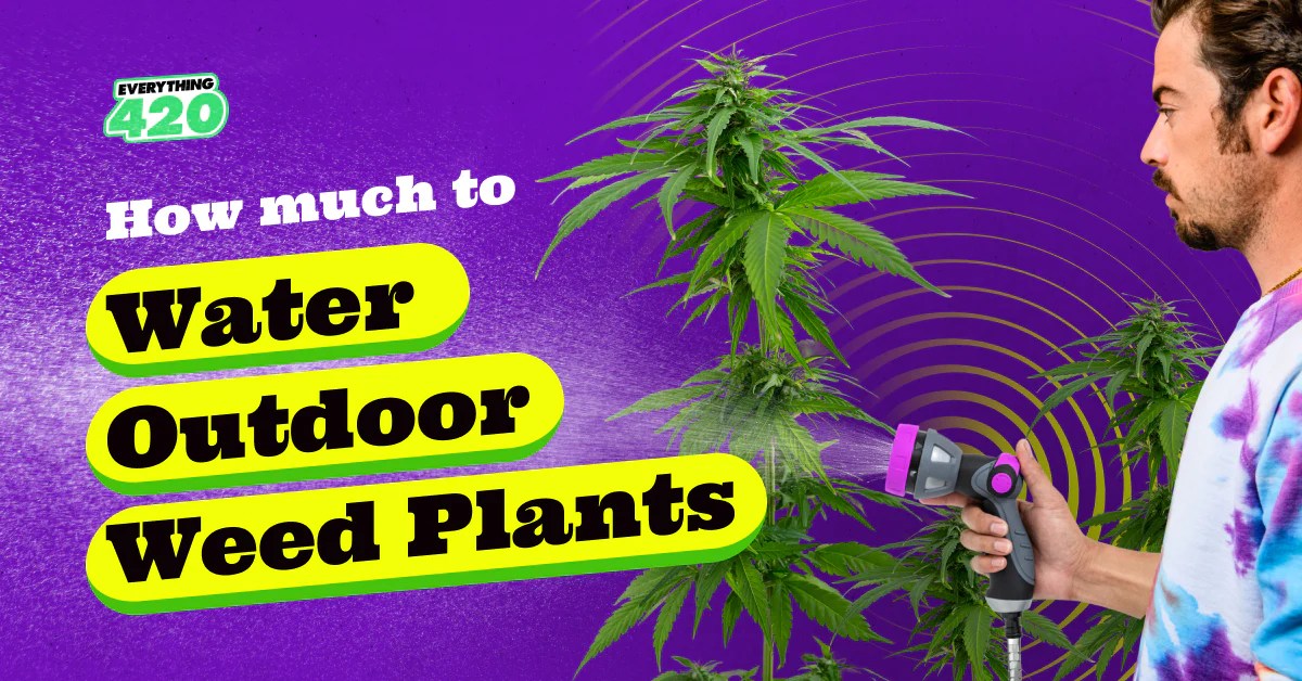 How much to water your weed plants