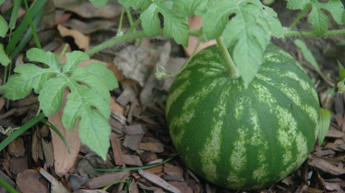 How much should i water my watermelon plant