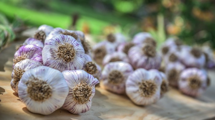 How much to water garlic plants