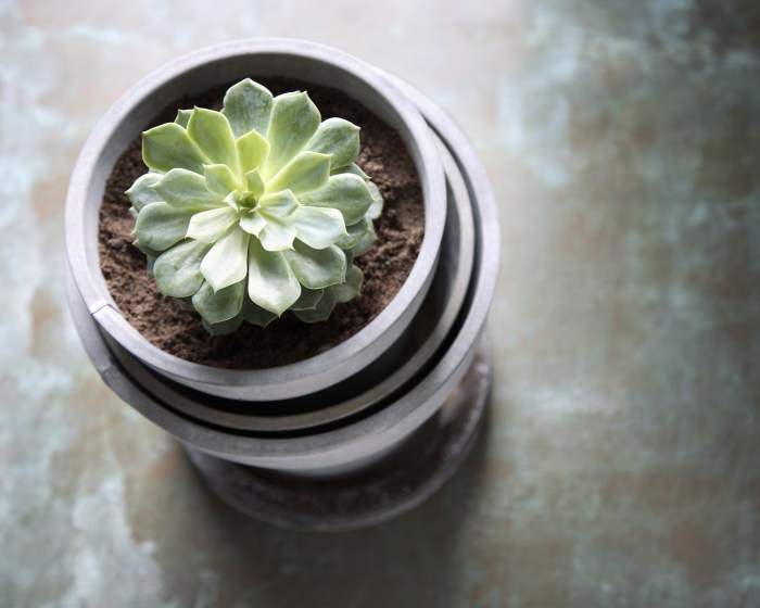 How much should you water succulent plants