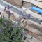 How Much Should You Water a Lavender Plant?