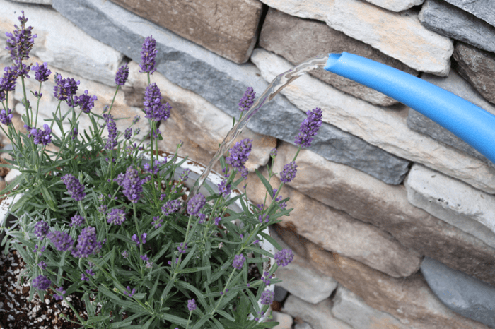 How much should you water a lavender plant