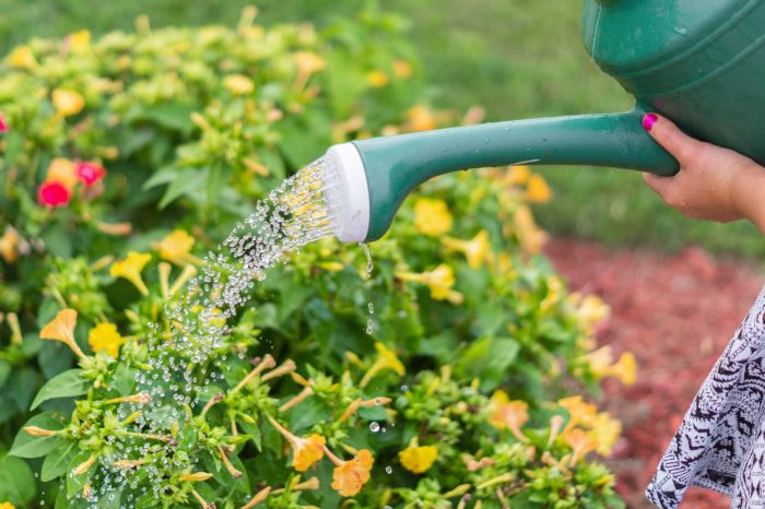 How much do plants need water