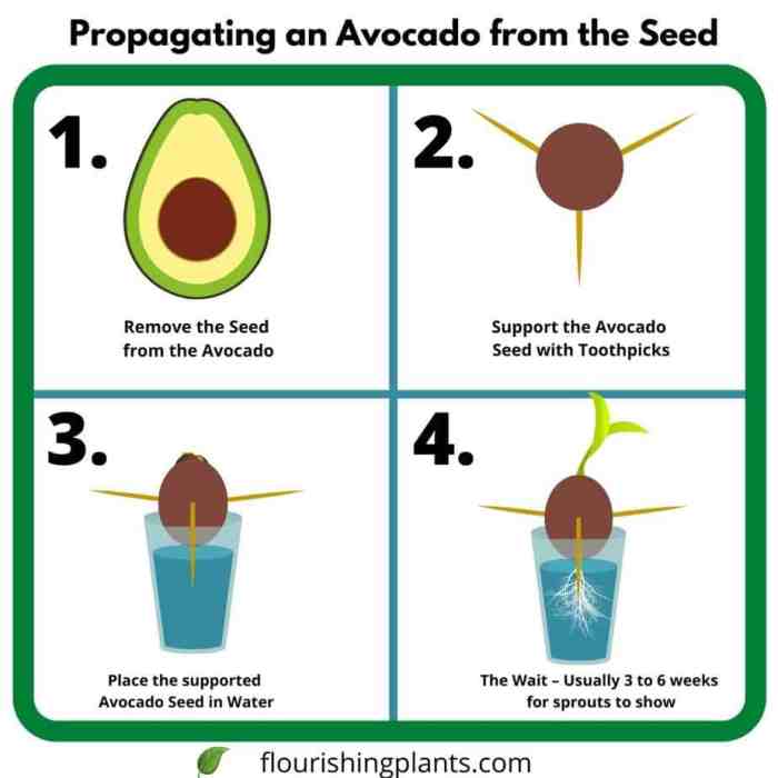 How much should i water my avocado plant