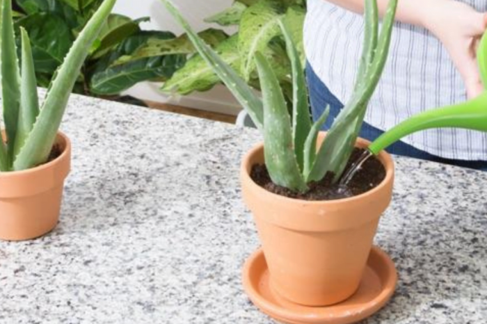 How much do you water aloe plants