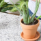 How Much Should You Water Aloe Vera Plant?