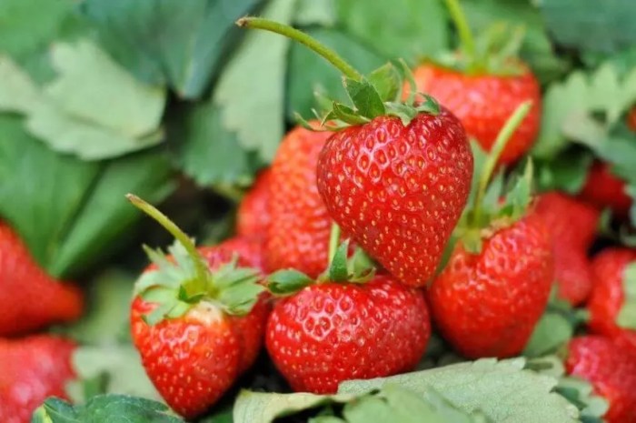 How much do you water strawberry plants