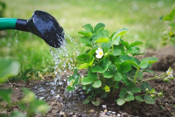 How much do you water strawberry plants