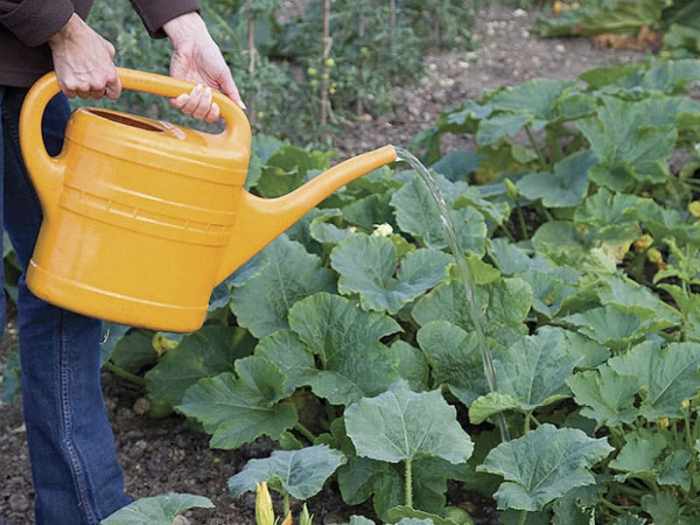 How much to water pumpkin plants