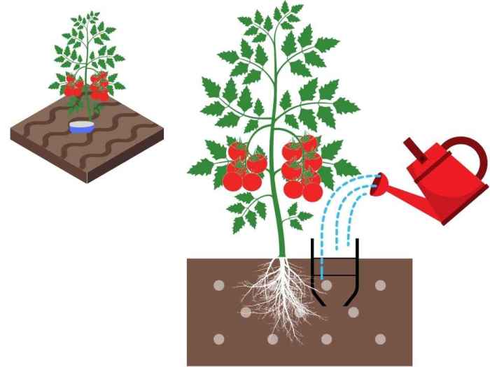 How much water a tomato plant needs