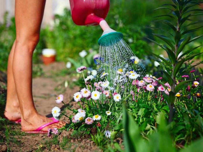 How many times to water plants in summer