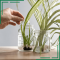 How Much Do You Water a Spider Plant?