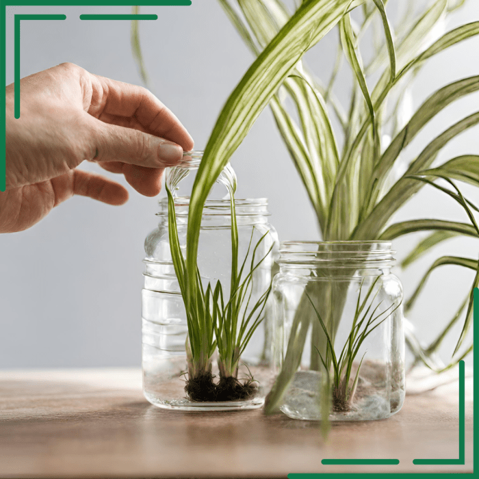 How much do you water a spider plant