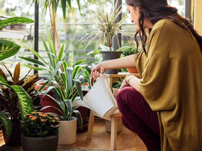 How many times should you water indoor plants