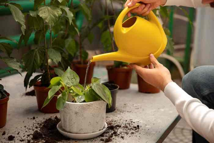 How much to water outdoor potted plants