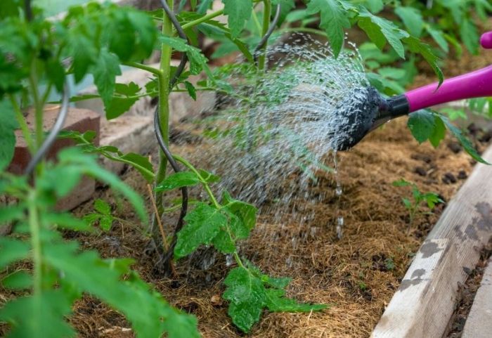 How much do i water tomato plants