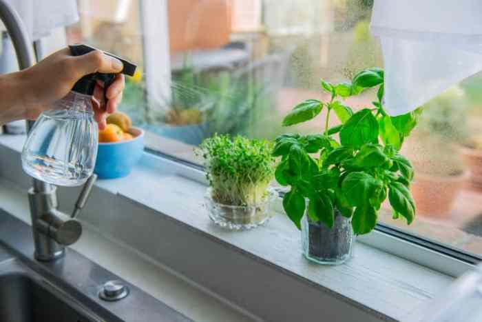 How much should you water a basil plant