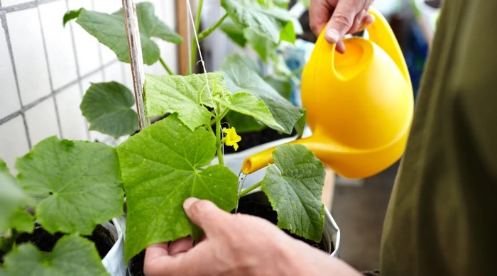 How much should i water my cucumber plants