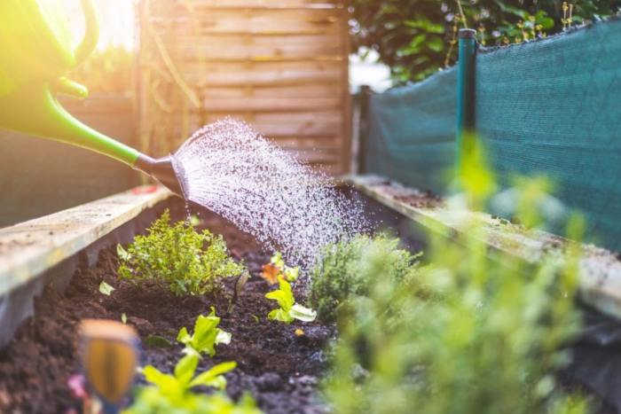 Often should garden water