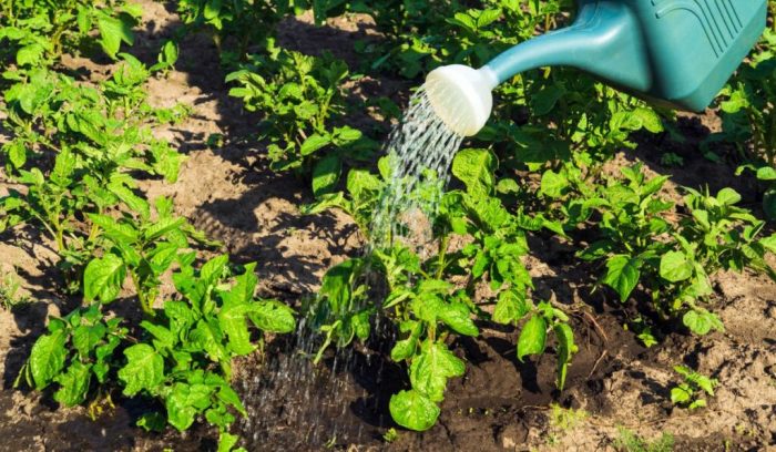 How much do you water potato plants