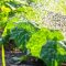 How Much to Water Zucchini Plants