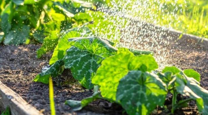 How much to water zucchini plants