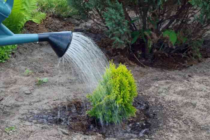 How much to water newly planted arborvitae