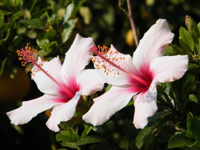 How much to water hibiscus plant