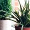 How Much to Water Aloe Vera Plant