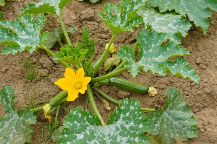 How much to water zucchini plants