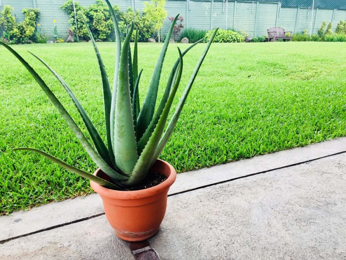 How much should you water aloe vera plant