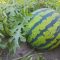 How Much to Water Watermelon Plants