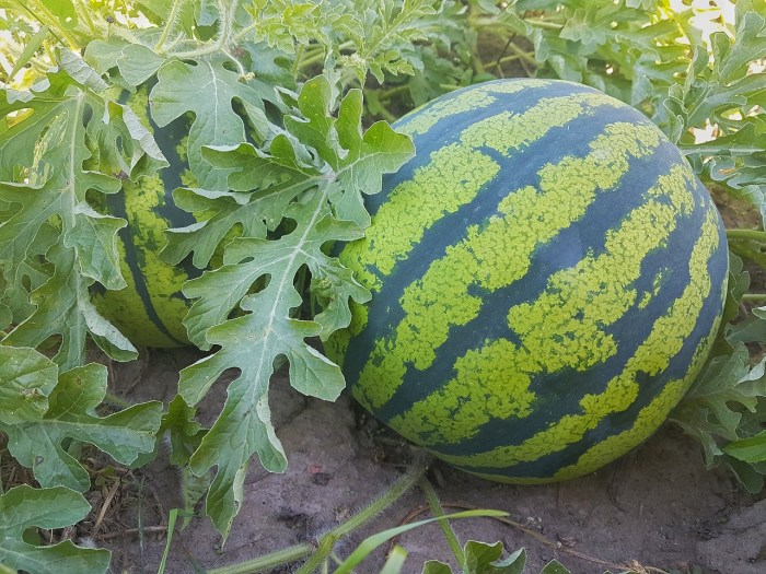 How much to water watermelon plants