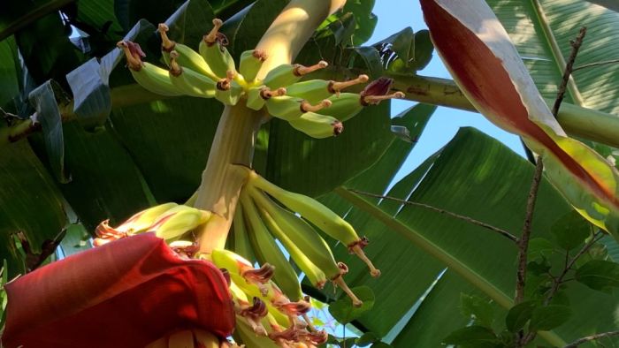 How much banana water per plant