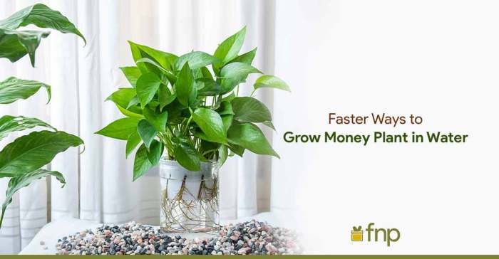 How much water do money plants need