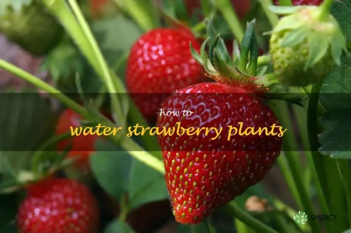 How much should you water a strawberry plant