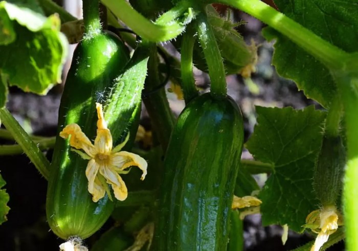 How much should you water cucumber plants