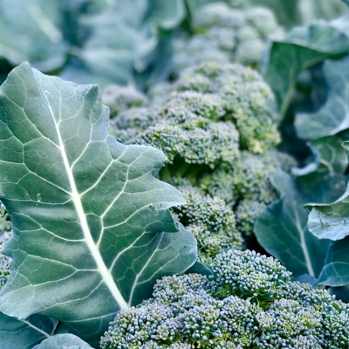 How much to water broccoli plants