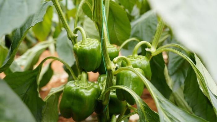 How much do you water bell pepper plants