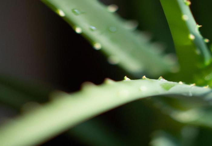 How much should i water an aloe plant